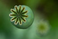 Mohnblume