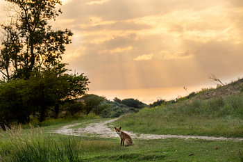 Fuchs im Abendlicht
