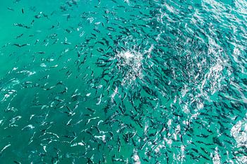 Een spiraal van vissen