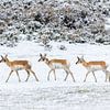 Yellowstone National park | Pronghorn in the snow by Dennis en Mariska