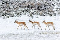 Yellowstone National park | Pronghorn in the snow