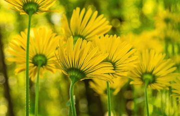 Gelb des Frühlings! Sonnenblumen