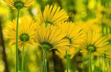 Geel van de lente! Zonnebloemen van Bep van Pelt- Verkuil