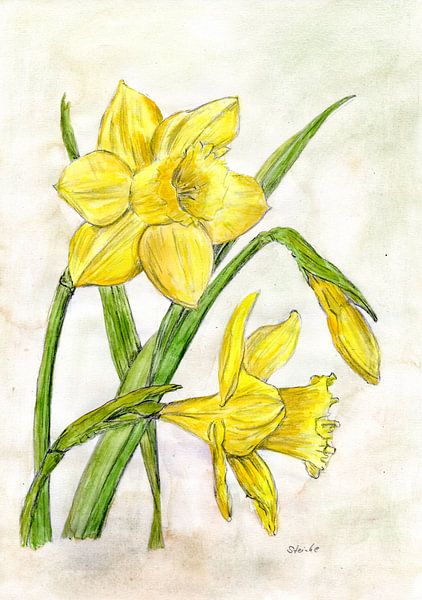 Daffodils by Sandra Steinke