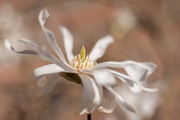 Magnolia van Melanie kempen