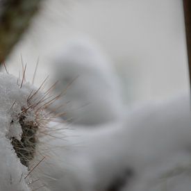 Cacti in winter 2 by Detlef Georgi
