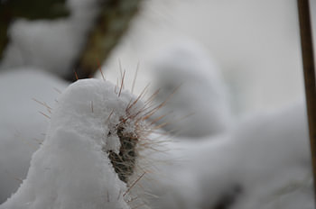 Cacti in winter 2