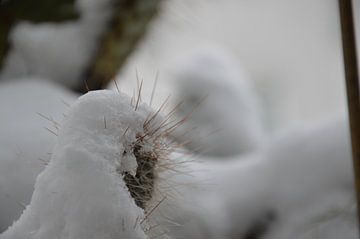 Kakteen im Winter 2 von Detlef Georgi