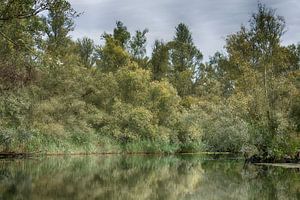 Réflexion dans le Biesbosch