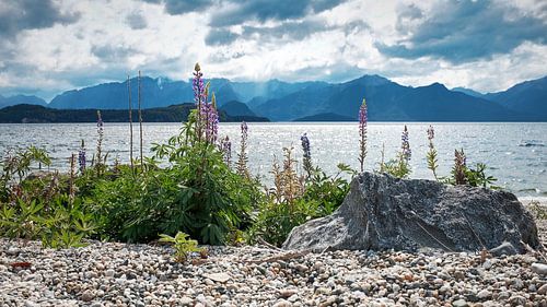 Bloemen bij Lake Manapouri