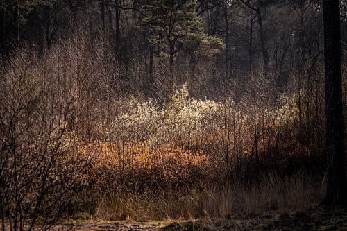 Voorjaar in het bos
