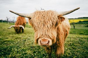Bœuf des hautes terres
