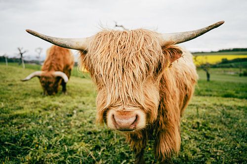 Bœuf des hautes terres