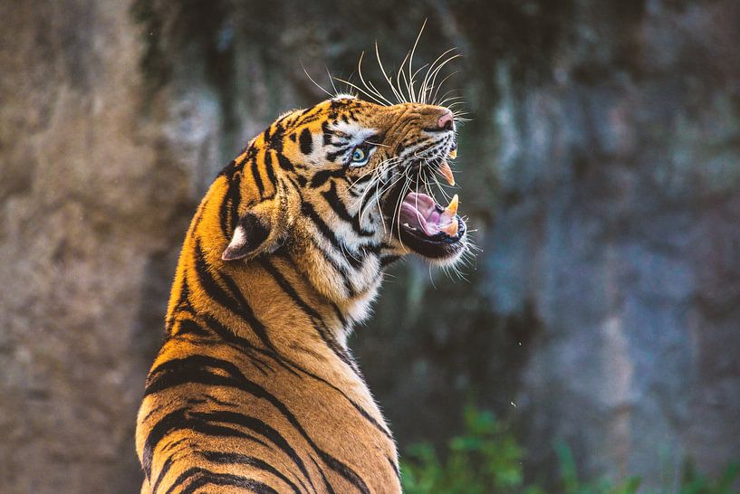 Tiger von Poster Art Shop