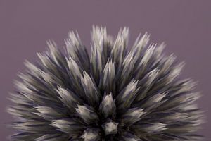 Eine Halbkugel der Kugeldistel (Echinops)