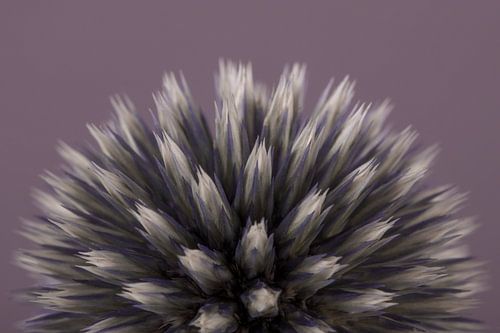 Een halve bol van een kogeldistel (Echinops)