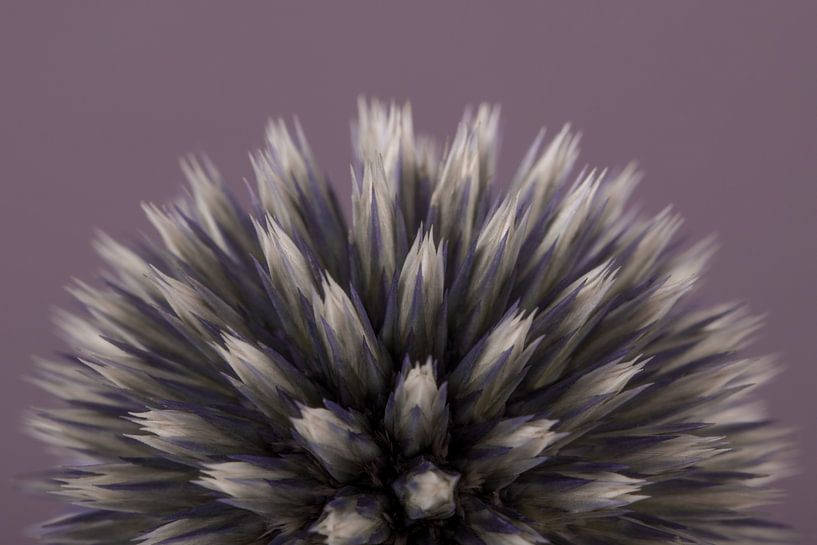 Hémisphère d'un échinopode (Echinops) par Marjolijn van den Berg