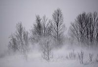 Sneeuwstorm in het winterse bos