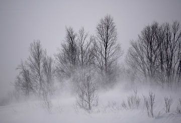 Sneeuwstorm in het winterse bos van mekke