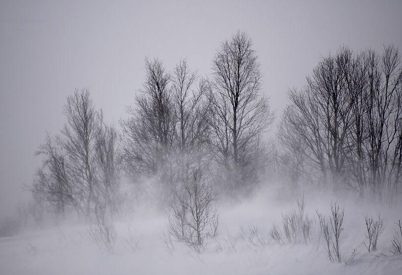 Schneesturm im Winterwald von mekke