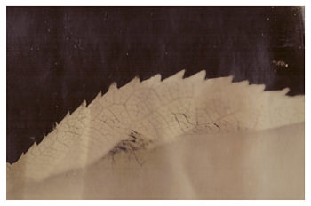 Agfa Brovira Satino _ 04