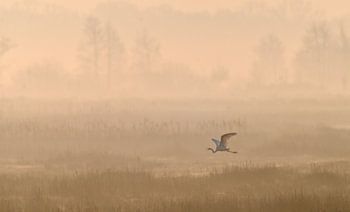 Reiher sucht einen Platz zum Jagen