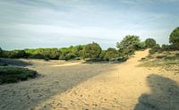 On the sandy plain on the heathland | Holland
