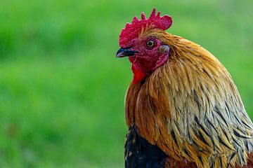 Colorful sharp close up of a rooster with green background by Dafne Vos