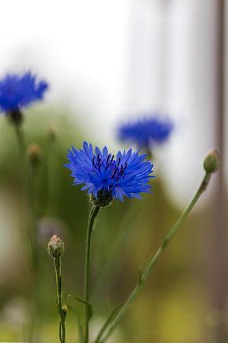 Korenbloem