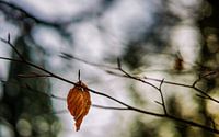 Herfstkleuren.05 (16x10)