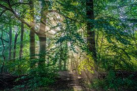 Magnifique harpe solaire en automne, Overijssel, Pays-Bas. sur Ronald Harmsen