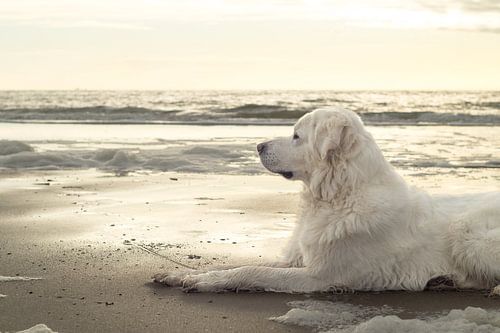 Tatra hond op het strand