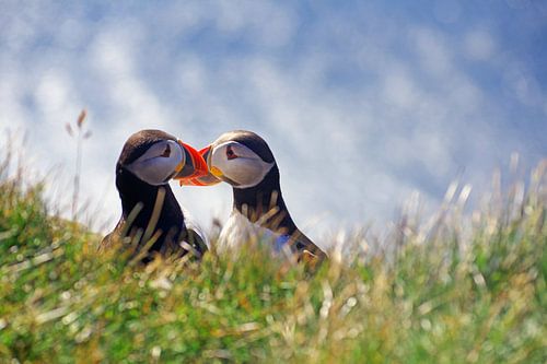 Puffins in dialogue
