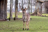 Chevreuils au domaine d'Elswout par Eline Molier Aperçu