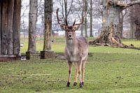 Deer at the Elswout Estate