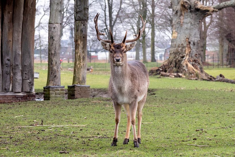 Hert bij Landgoed Elswout van Eline Molier