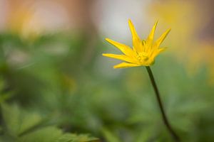 Gewoon Speenkruid (Ficaria verna subsp. Bulbilifer) van Carola Schellekens