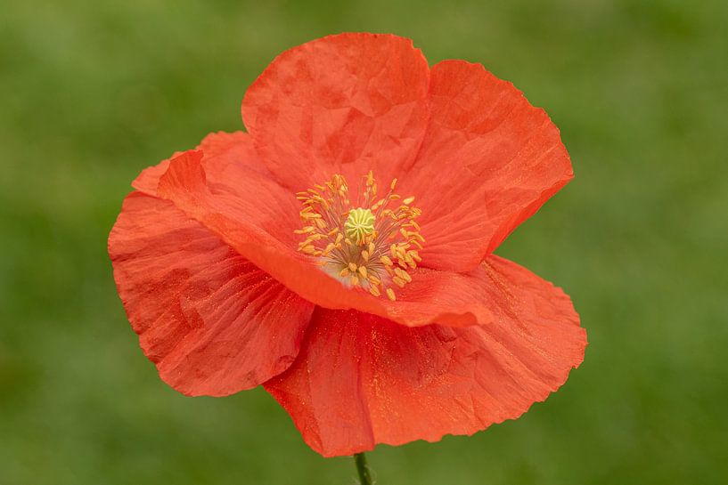 Coquelicot par Tanja van Beuningen