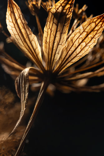 Zart, aber kraftvoll – Getrocknete Blume im Licht – Wanddekoration