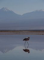 Doppelter Flamingo