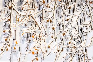 Wintervorhang