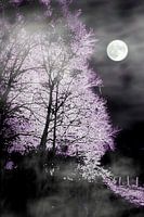 Vollmond