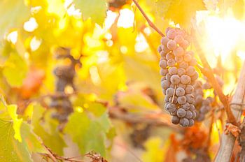 Weintrauben in den toskanischen Hügeln