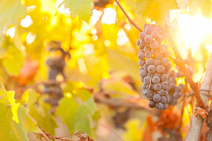 Grape bunch in the Tuscan hills by Damien Franscoise