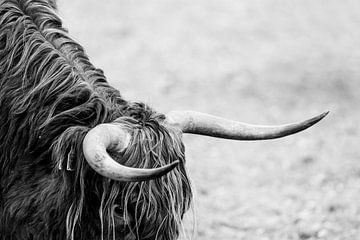 Texture de la tradition - Le profil du Highlander écossais - cornes sur Femke Ketelaar