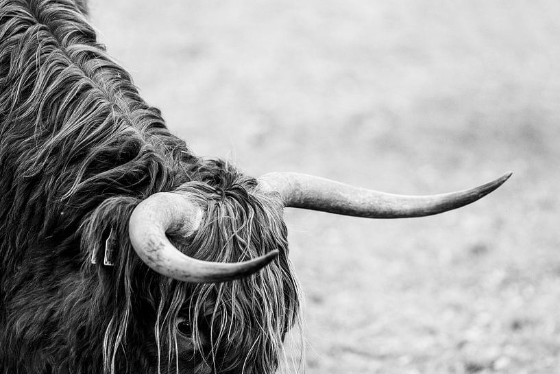 Textuur van Traditie Het Schotse Hooglander Profiel hoorns van Femke Ketelaar