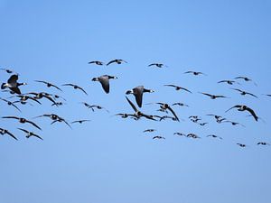 Gänse im Anflug