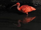 Roter Ibis : Tierpark Blijdorp von Loek Lobel Miniaturansicht