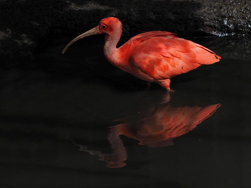 Roter Ibis : Tierpark Blijdorp von Loek Lobel