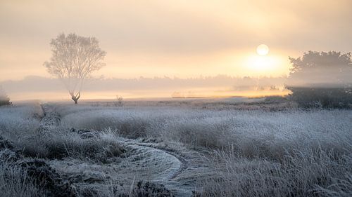 Sunrise with mist and frost on the moors